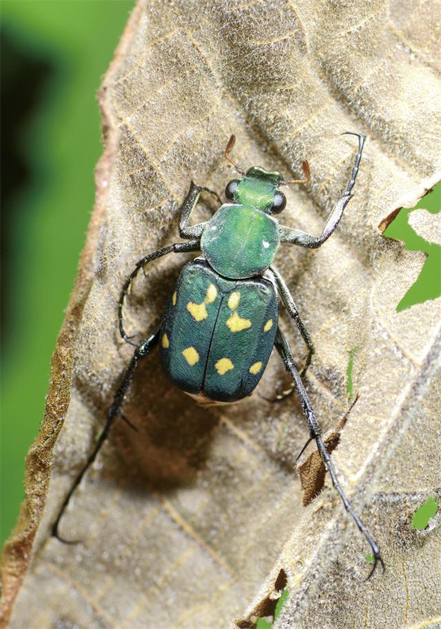 绿绒毛脚斑金龟此时,日头正烈,子民建议到溪沟里避一下,凉快凉快.