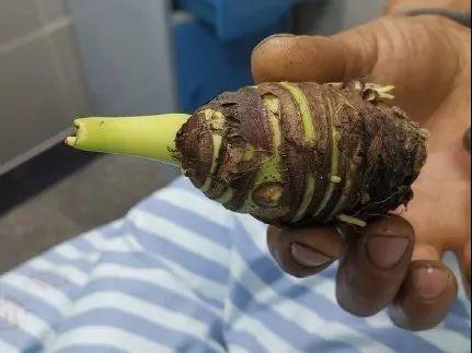 家门口的有毒花，千万别乱碰，有小孩的注意！休闲区蓝鸢梦想 - Www.slyday.coM