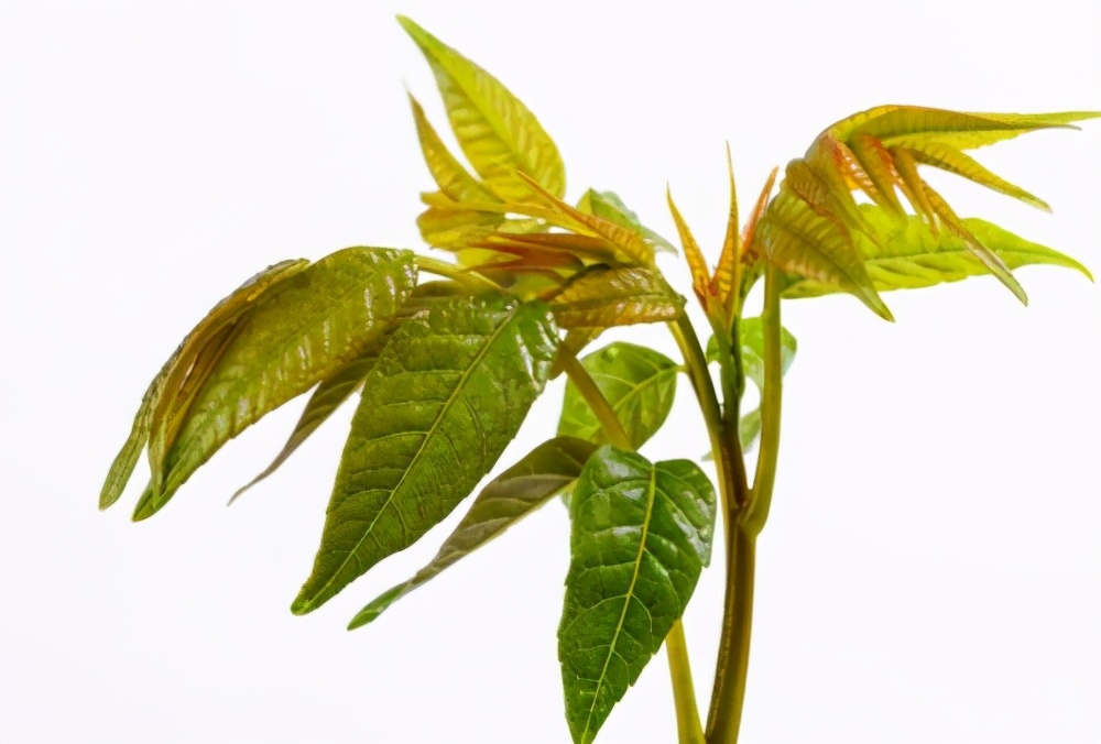 买香椿时,要分清"红叶"和"绿叶",区别很大,买错难吃不鲜嫩