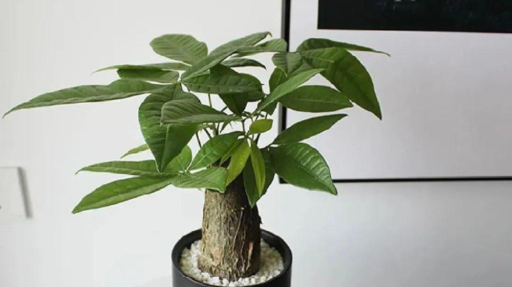 熊出没中是不是红色巨型螃蟹死了成为了光头强的大餐而蓝色巨型螃蟹�直是现