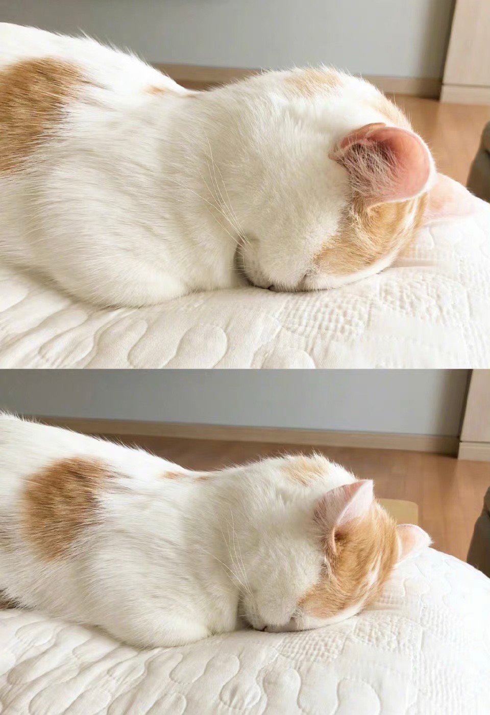 睡姿清奇而走红的超可爱猫咪一只永远趴着埋头睡觉的喵星人0923