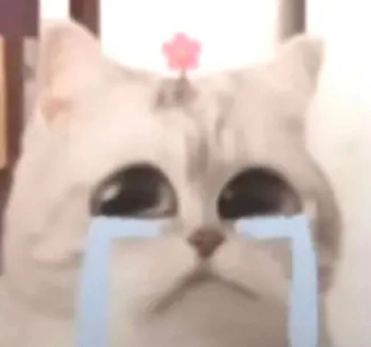 小花猫表情包合集