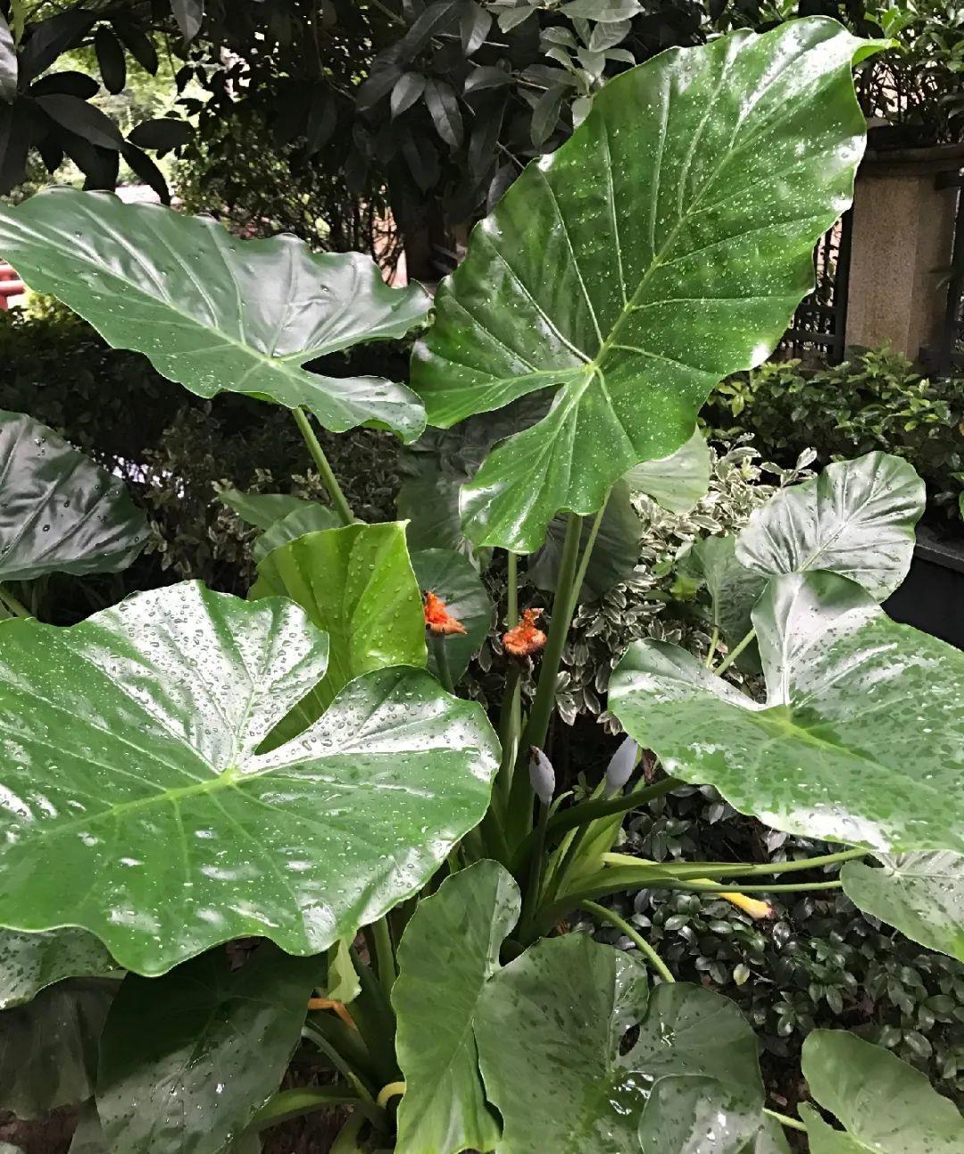 家门口的有毒花，千万别乱碰，有小孩的注意！休闲区蓝鸢梦想 - Www.slyday.coM