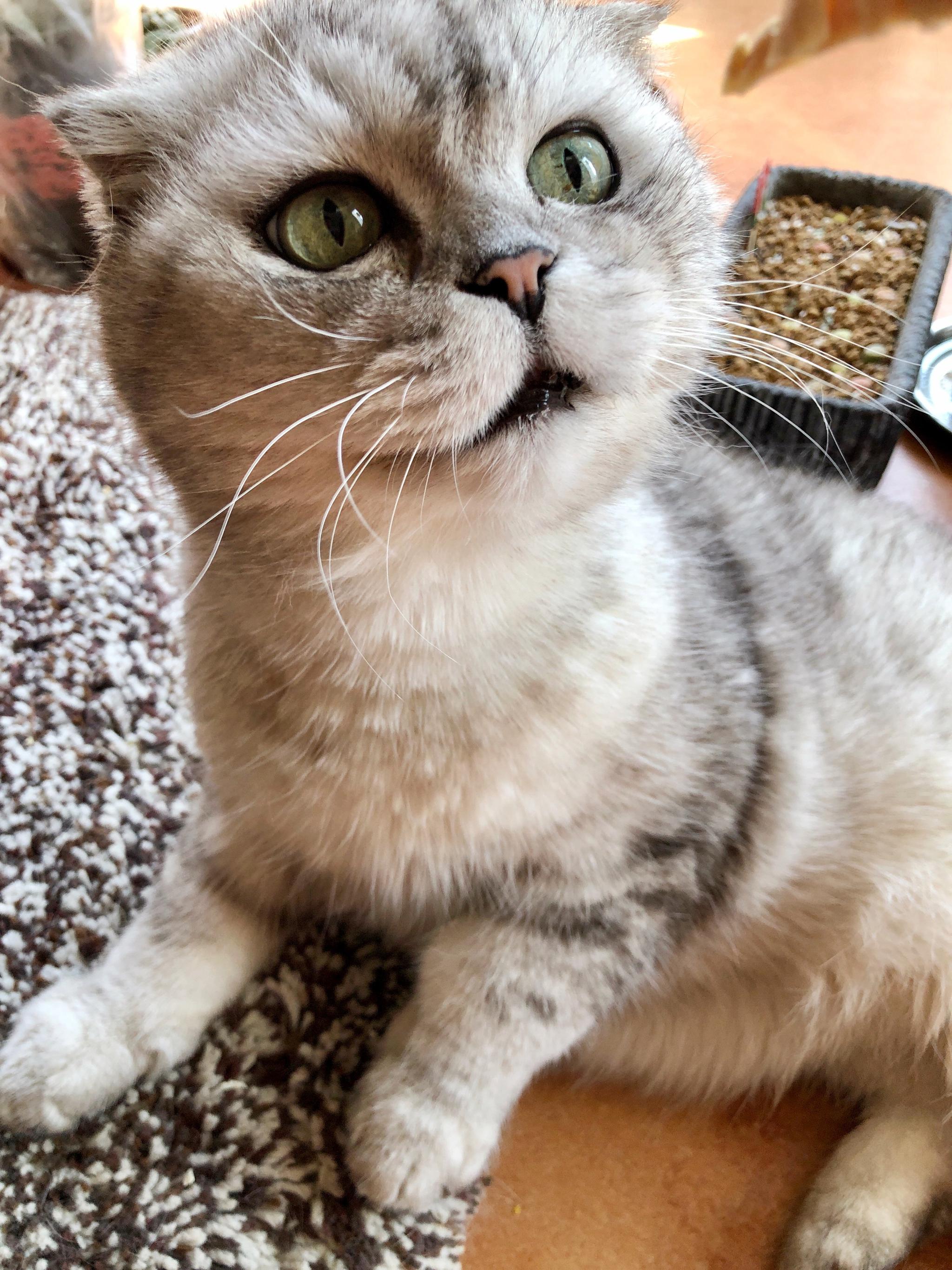 猪哥猫生格言 生活无论怎样 都要保持个乐观的心态 猪哥猫生格言 生活无论怎样 都要保持个乐观的心态