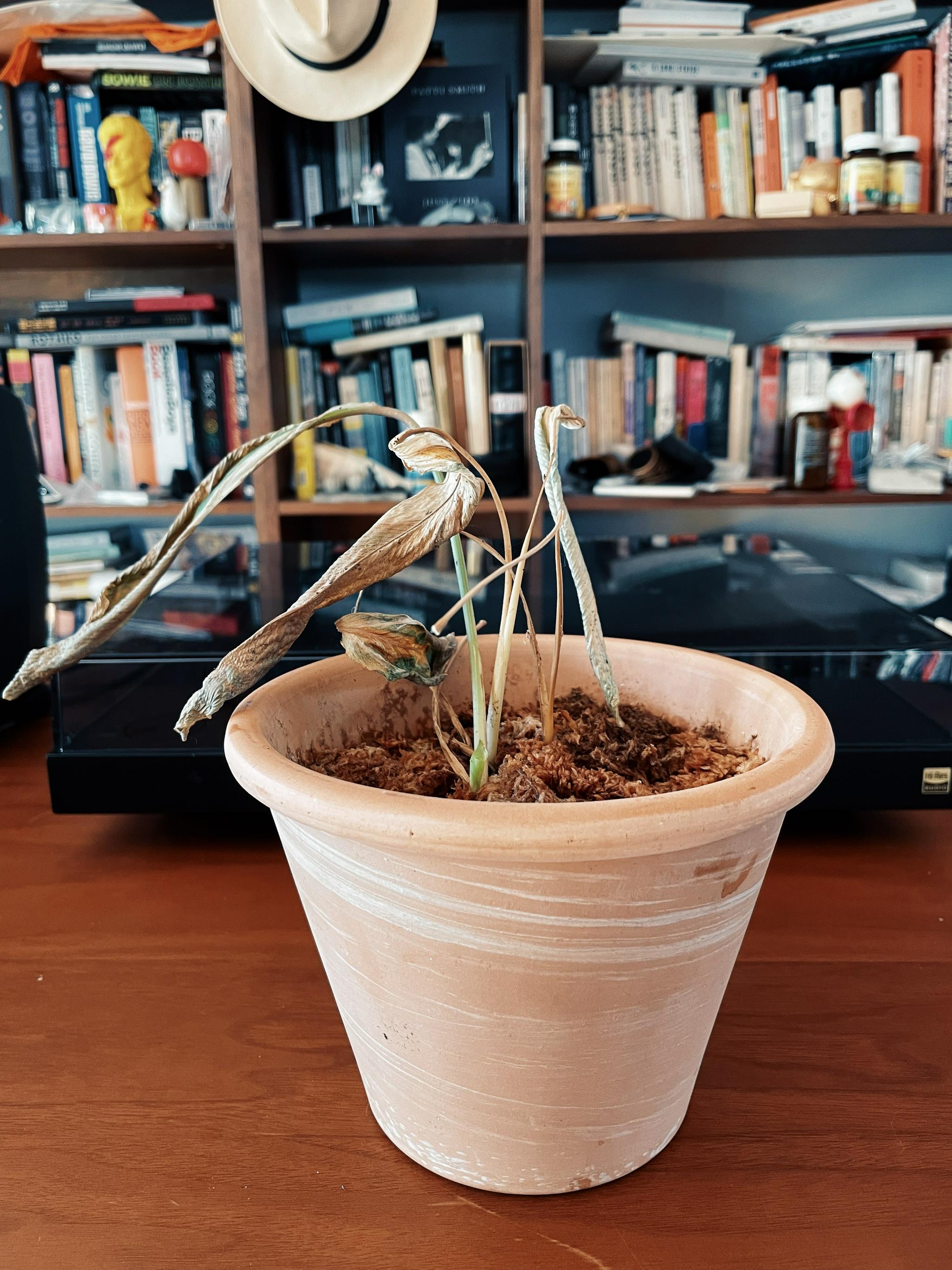 之前这盆油画竹芋烂根,叶子全部萎缩了,我清理根部……_高清图集_新浪