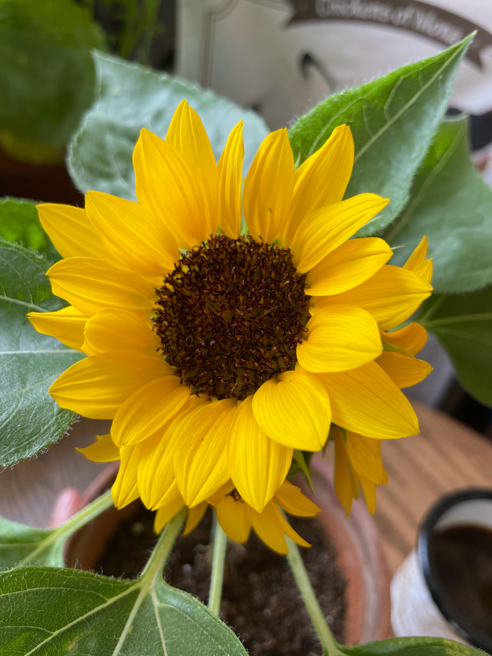 多头向日葵可爱的,这一盆顶上挤了四个花盘|花盘|多头|向日葵_新浪
