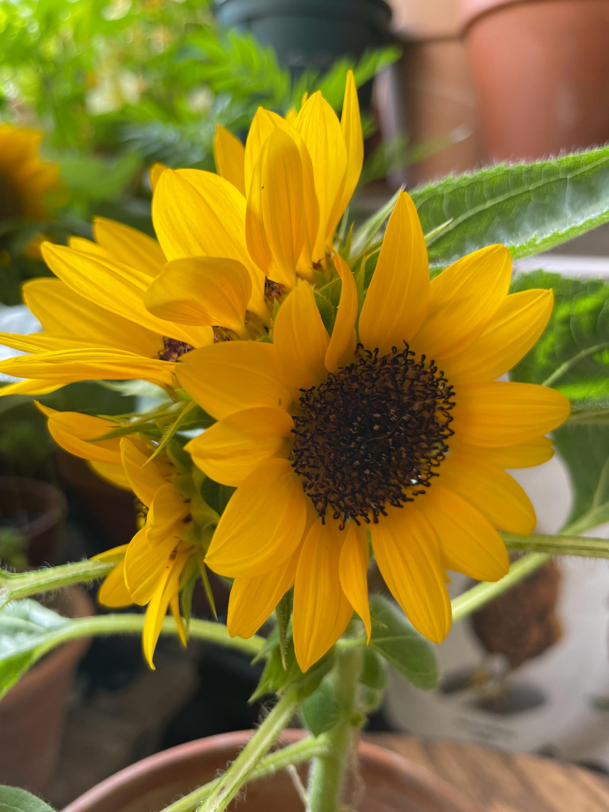 多头向日葵可爱的这一盆顶上挤了四个花盘