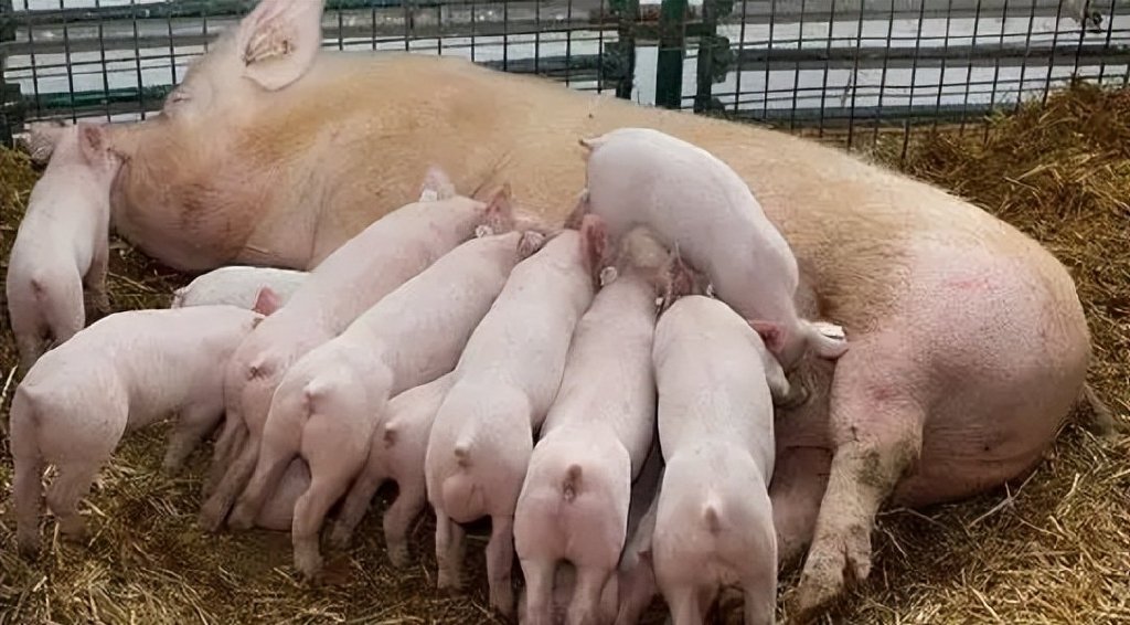 后备母猪的饲养与管理