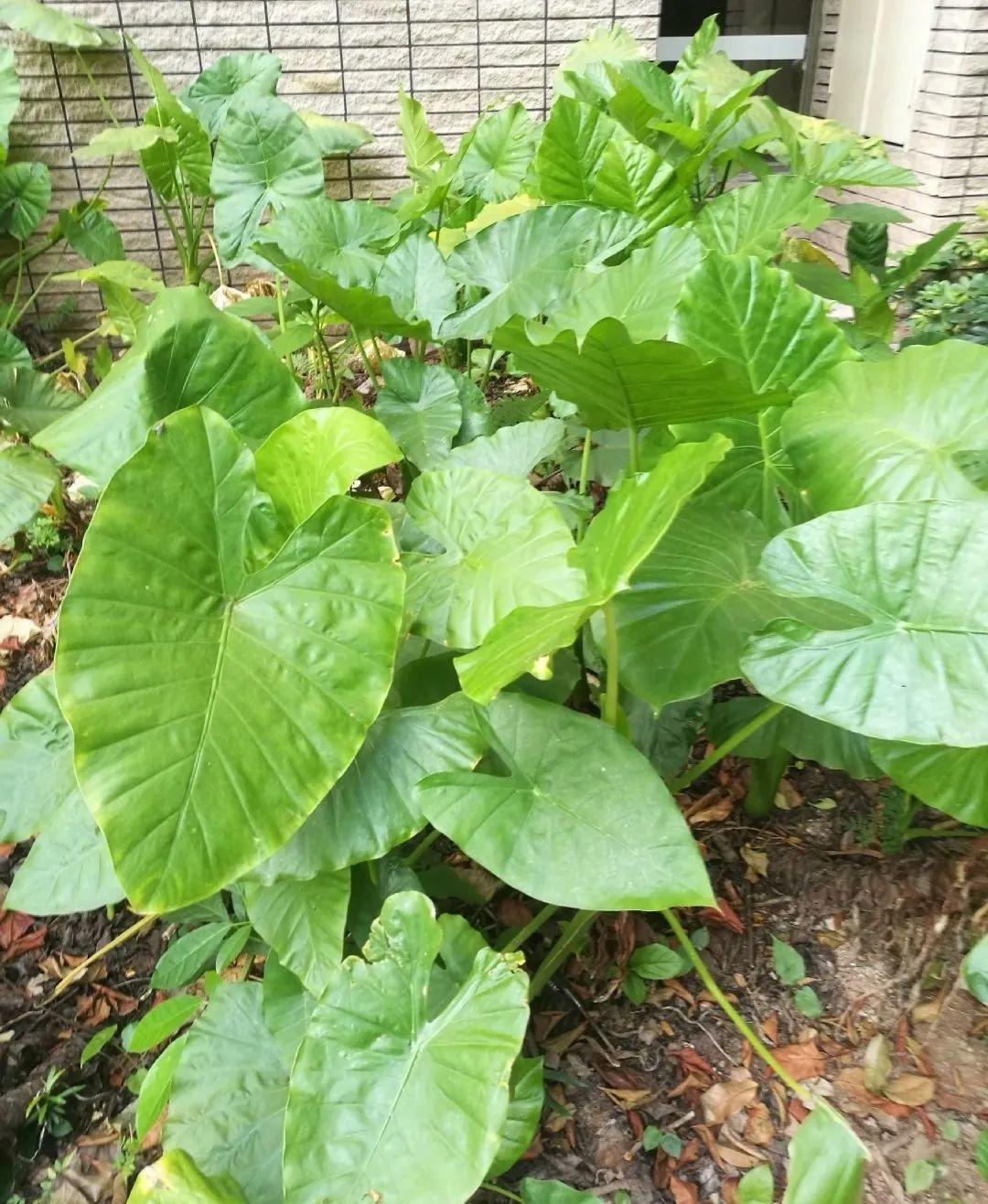 家门口的有毒花，千万别乱碰，有小孩的注意！休闲区蓝鸢梦想 - Www.slyday.coM