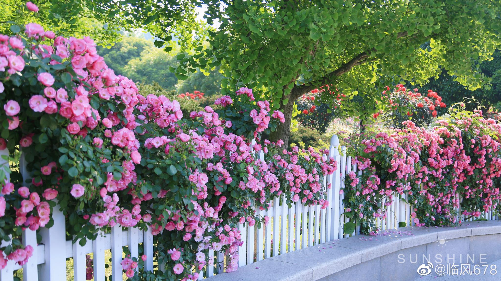 遇见花开时,杭州花圃万棵月季花盛开时,也是这个季节赏花的好去处