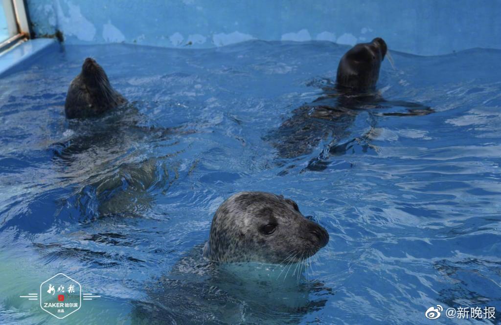 海豹玩冰桶香猪打水仗哈尔滨极地馆小动物们避暑有高招