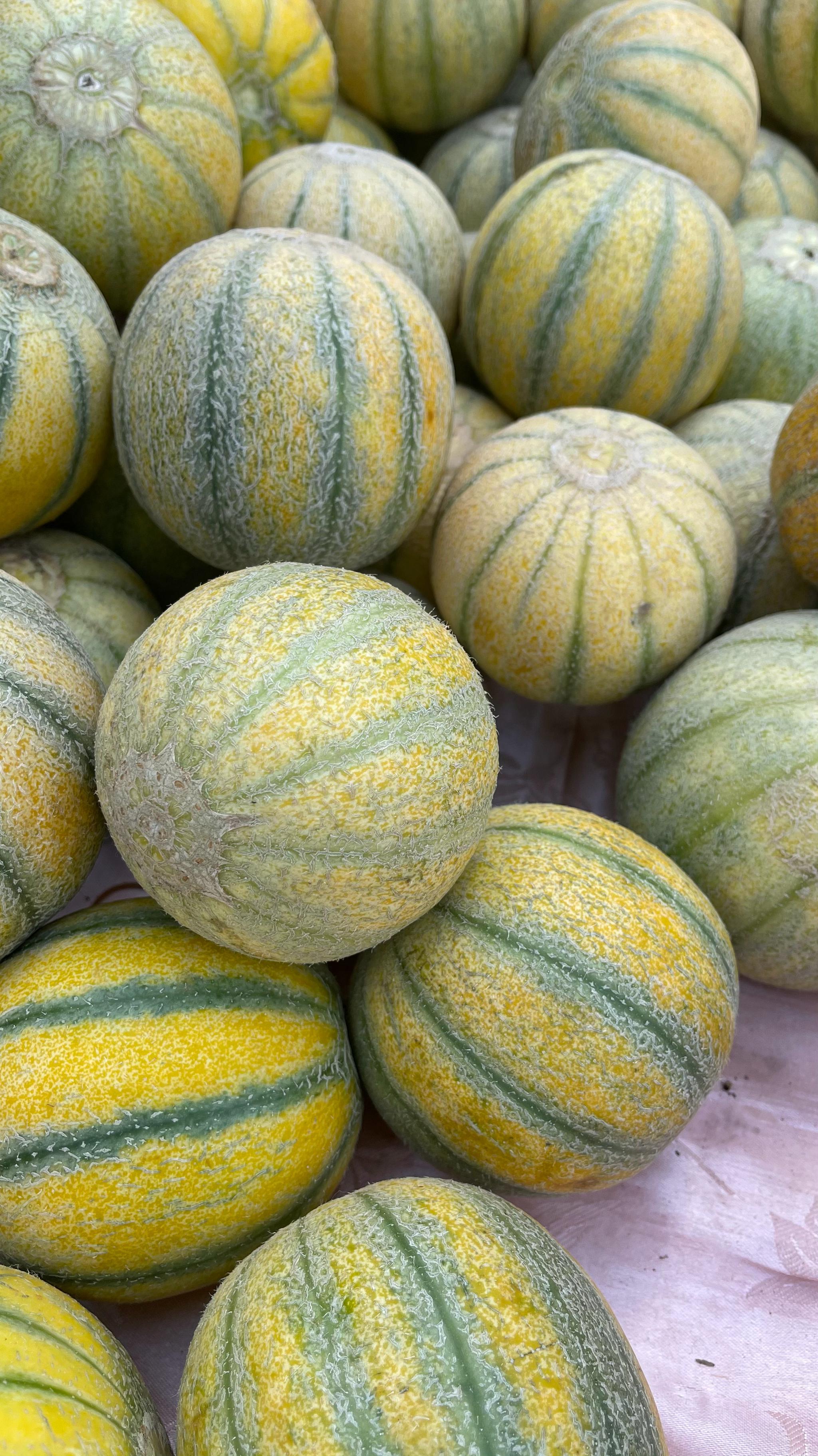 吐鲁番的甜瓜也熟了真香