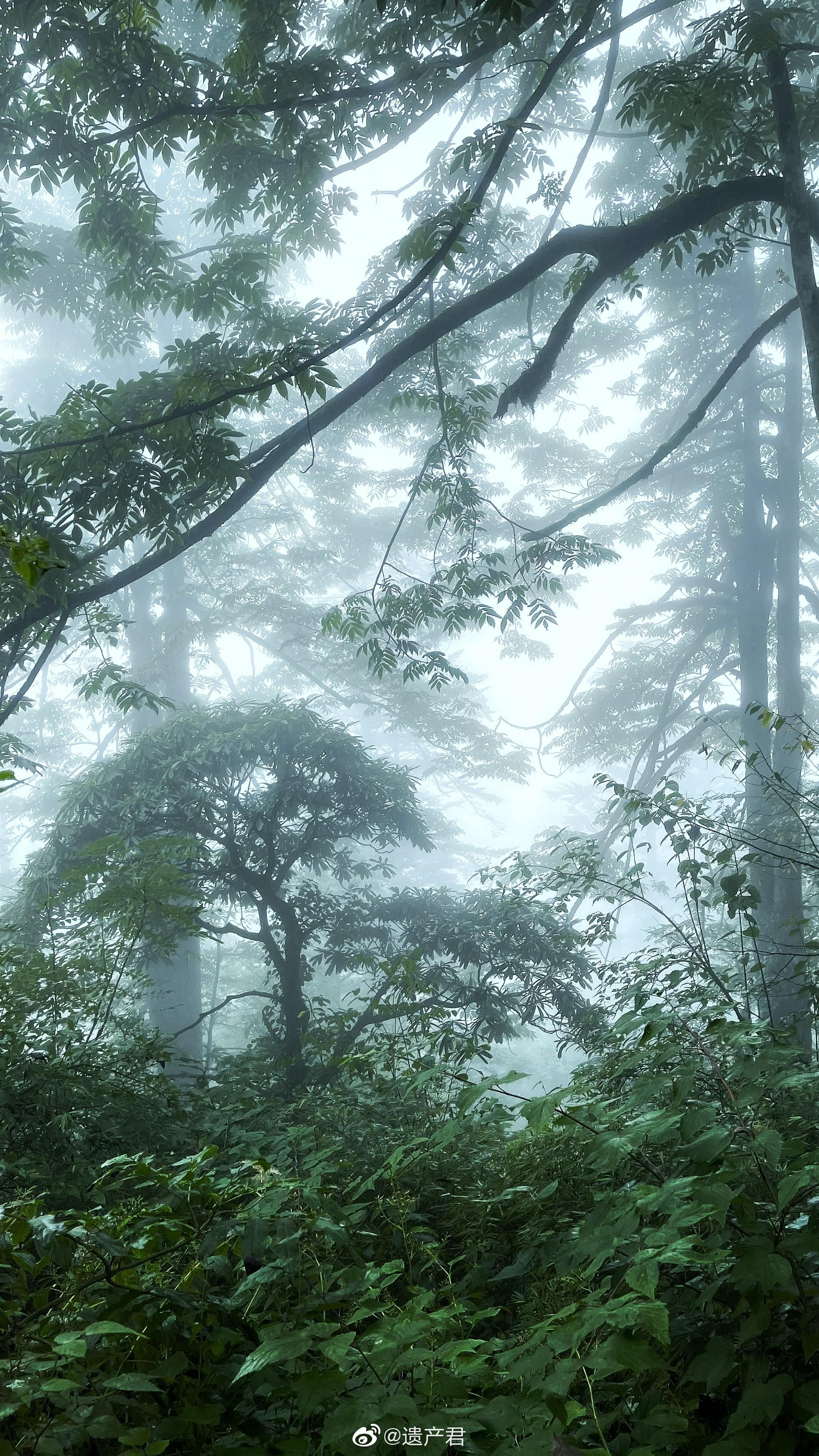 雨雾中的峨眉山石板道,有种迷雾森林的感觉