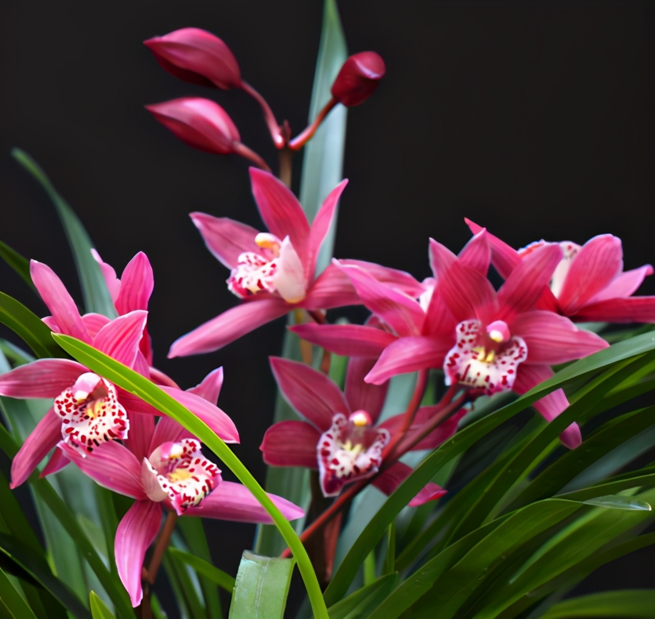 别养一季花了此兰一年能开好几次兰香浓郁