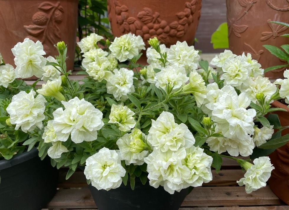 重瓣矮牵牛伊丽莎白花美如牡丹皮实好养活你值得拥有