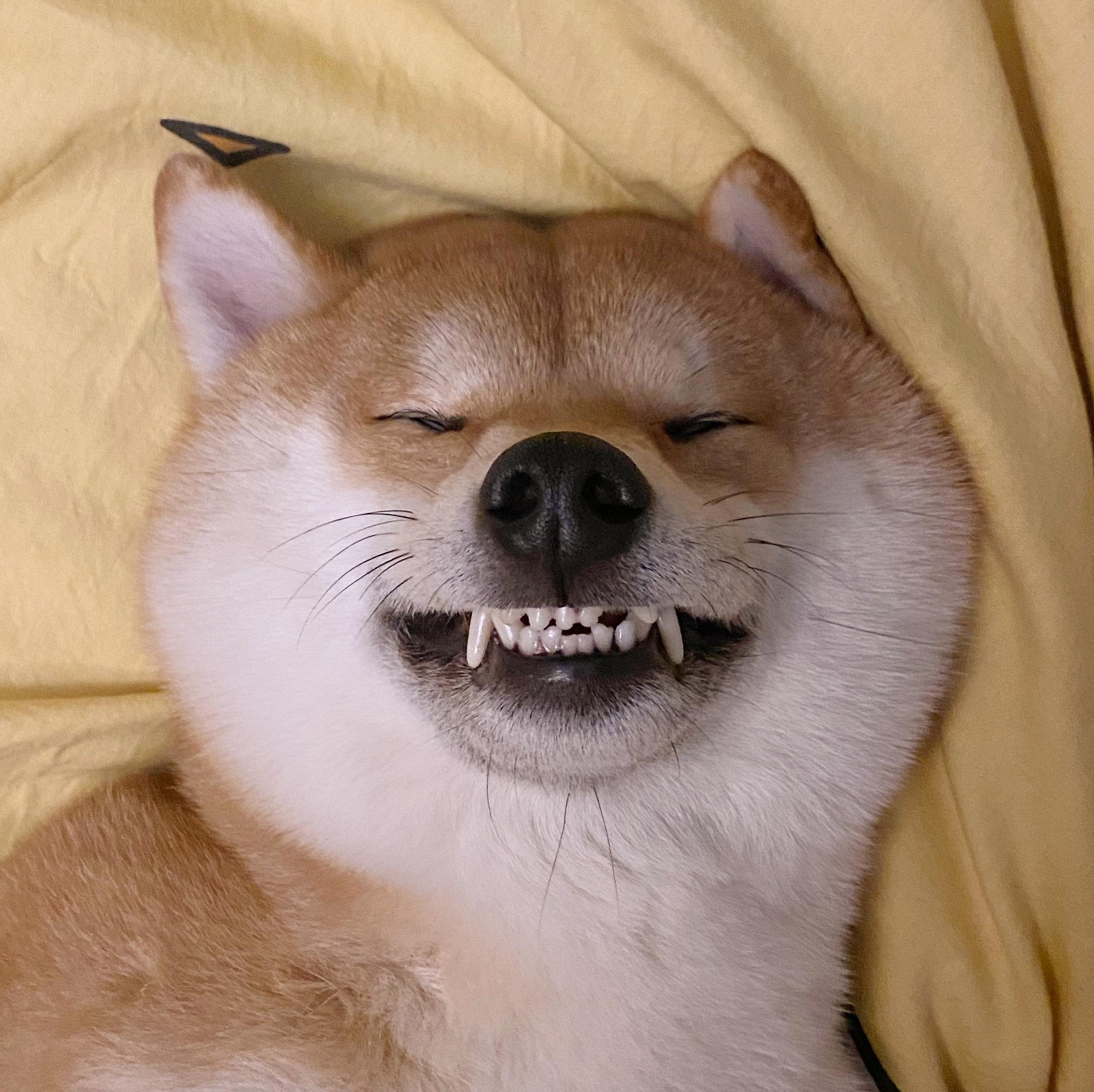 我们嚯牙小狗的绝美自拍 丸几真好笑,还要露出他的