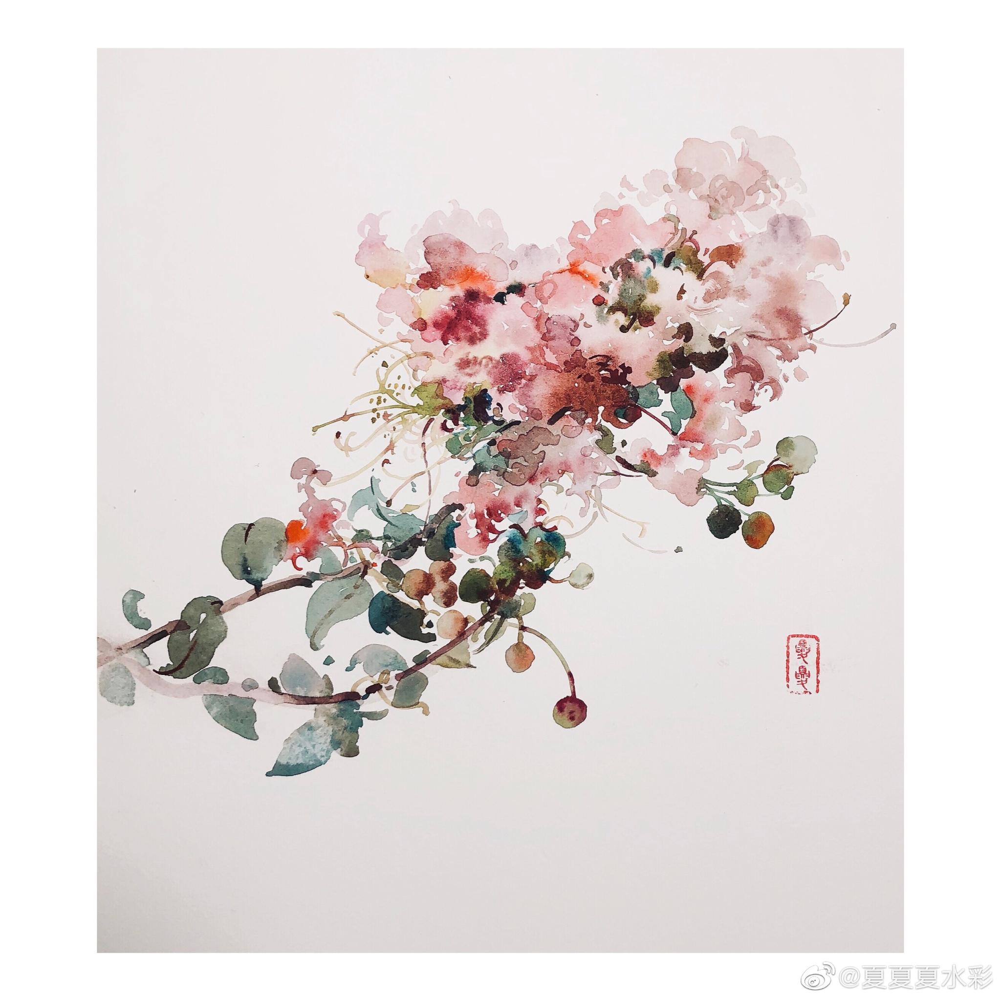 作者 夏夏夏水彩今天的紫薇花