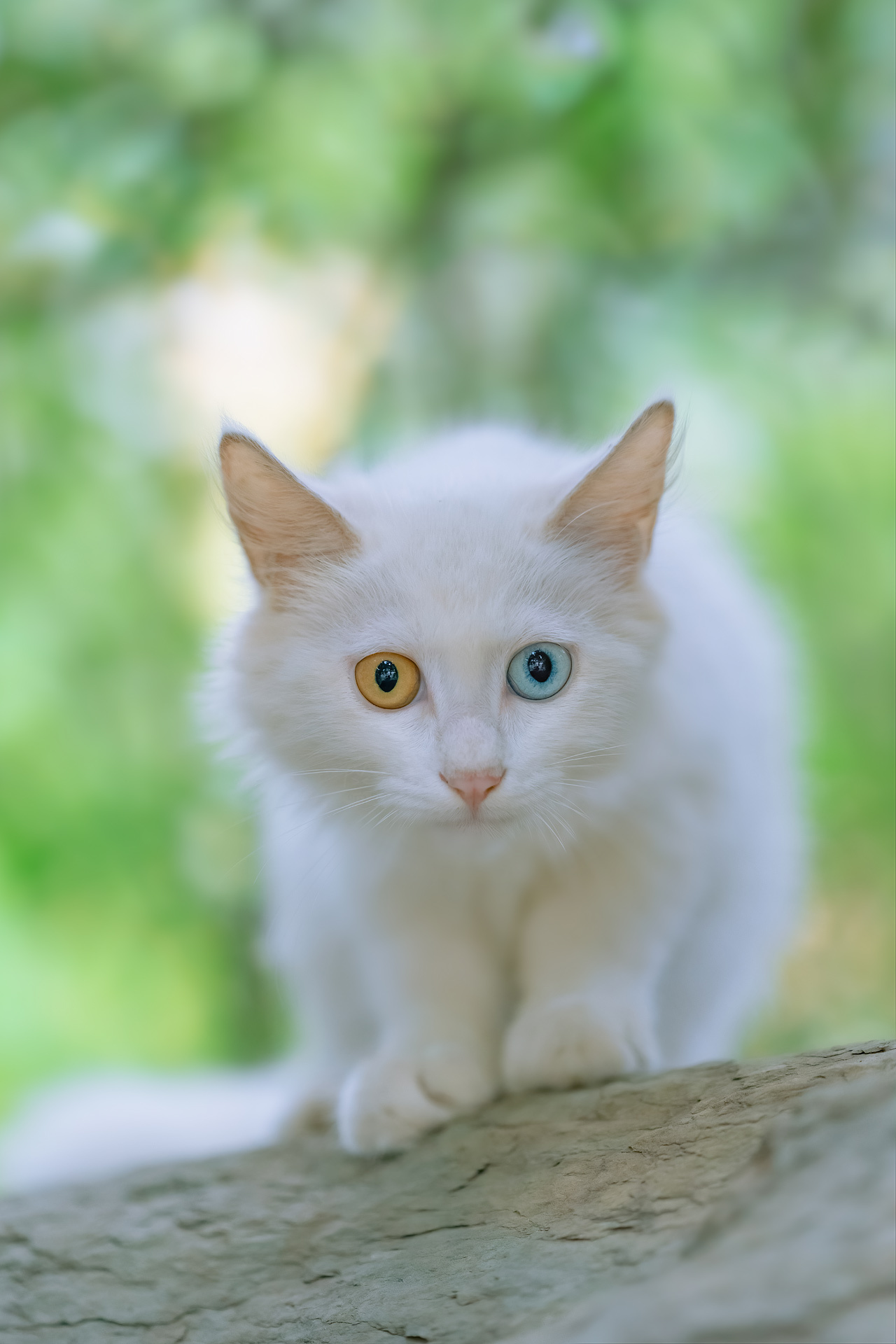 接下来几天,我会发几组曾拍过的异瞳猫和大家分享……__财经头条