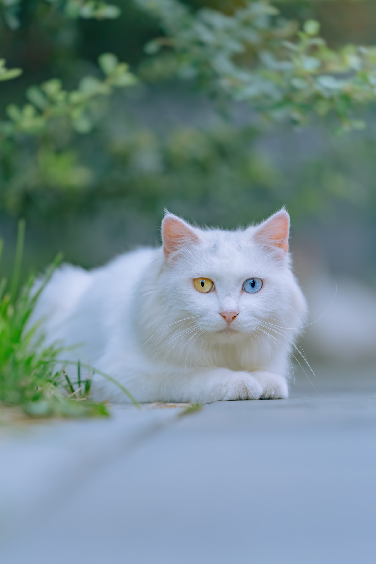 接下来几天,我会发几组曾拍过的异瞳猫和大家分享……__财经头条