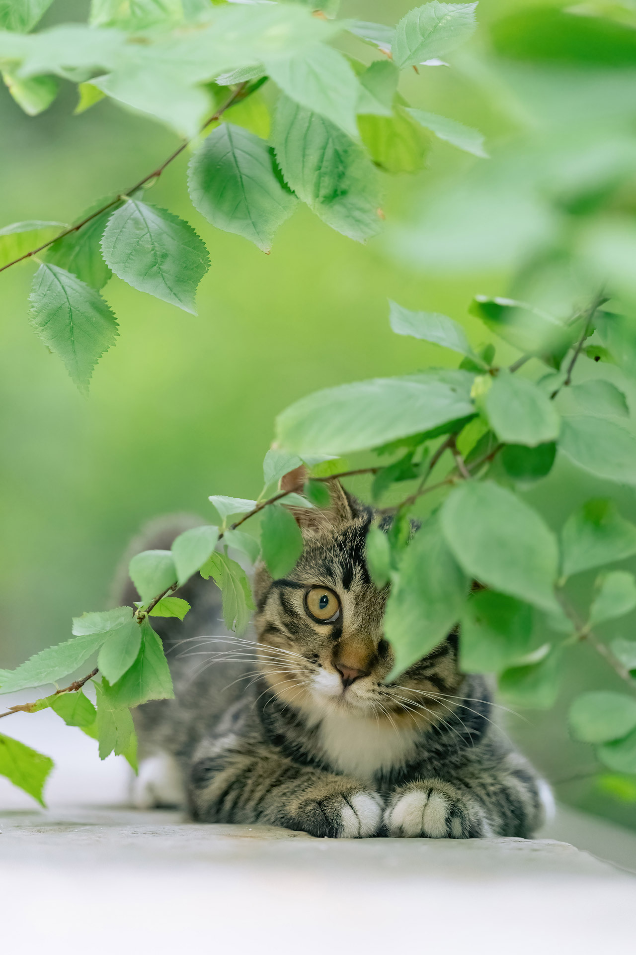 今日立夏 发一组猫与夏荫