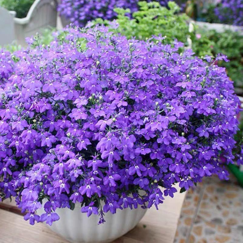 六倍利的花期也挺长,只要你家夏天不是特别热,它就可以从春天一直开到