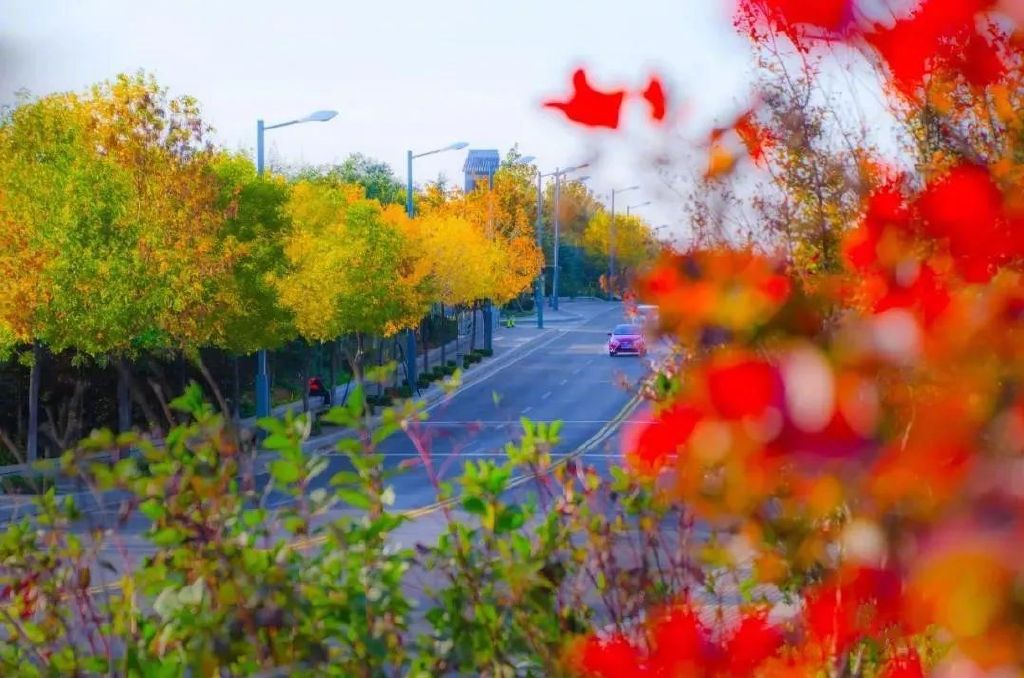 现在去正好!普照寺旁的橡树林,林染红妆美如画!关键是免费!休闲区蓝鸢梦想 - Www.slyday.coM 现在去正好!普照寺旁的橡树林,林染红妆美如画!关键是免费!休闲区蓝鸢梦想 - Www.slyday.coM