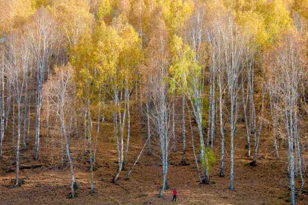 总要在秋天去一次北疆吧!一年仅3周的秋色,惊艳回归休闲区蓝鸢梦想 - Www.slyday.coM 总要在秋天去一次北疆吧!一年仅3周的秋色,惊艳回归休闲区蓝鸢梦想 - Www.slyday.coM