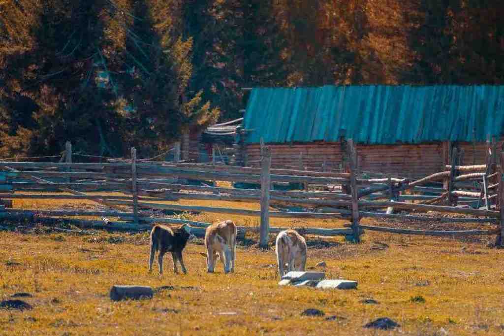总要在秋天去一次北疆吧!一年仅3周的秋色,惊艳回归休闲区蓝鸢梦想 - Www.slyday.coM 总要在秋天去一次北疆吧!一年仅3周的秋色,惊艳回归休闲区蓝鸢梦想 - Www.slyday.coM