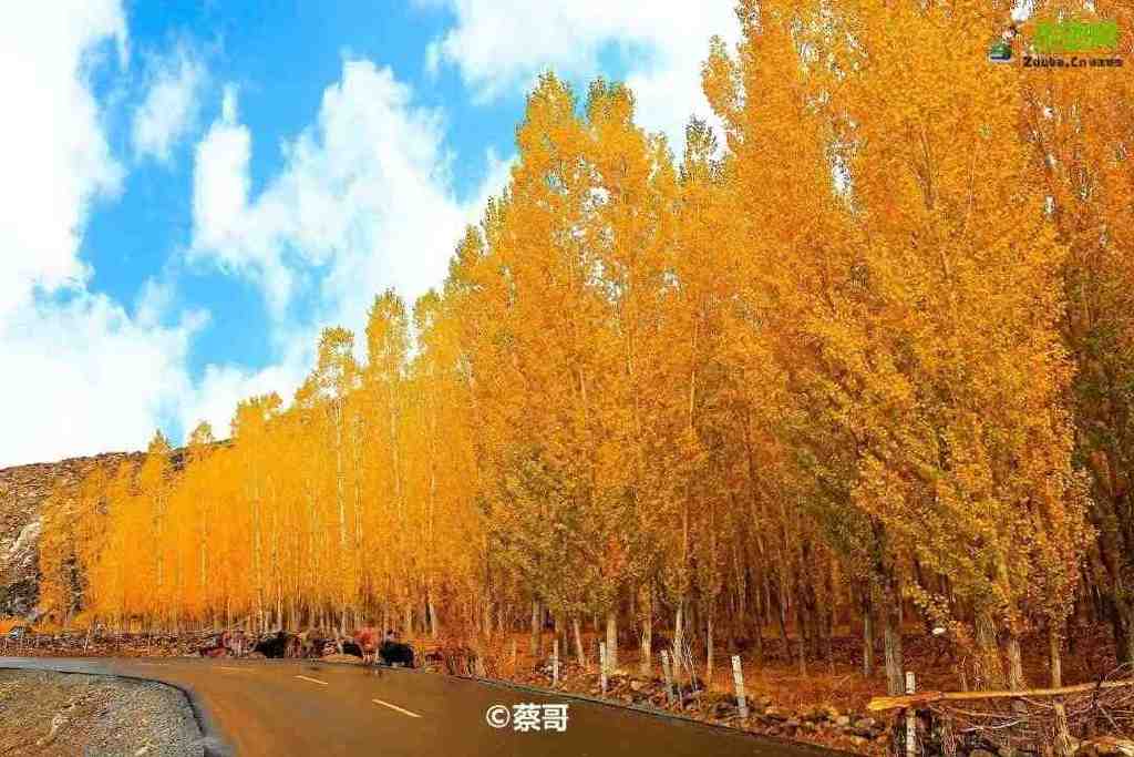 总要在秋天去一次北疆吧!一年仅3周的秋色,惊艳回归休闲区蓝鸢梦想 - Www.slyday.coM 总要在秋天去一次北疆吧!一年仅3周的秋色,惊艳回归休闲区蓝鸢梦想 - Www.slyday.coM