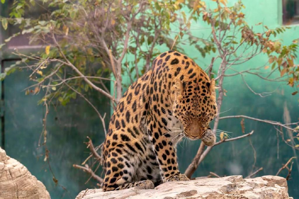 秦岭再次拍到三只金钱豹同框,与其他猫科动物比,它们有何特别?