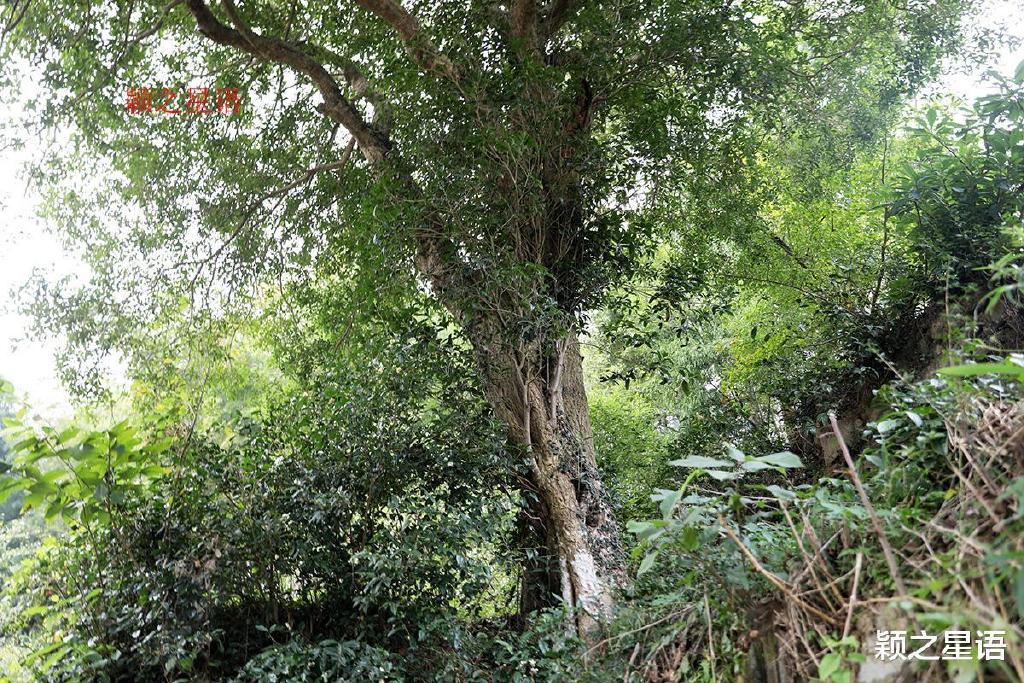 竹林村里桂花树，顺道游览石井龙潭和三井龙潭