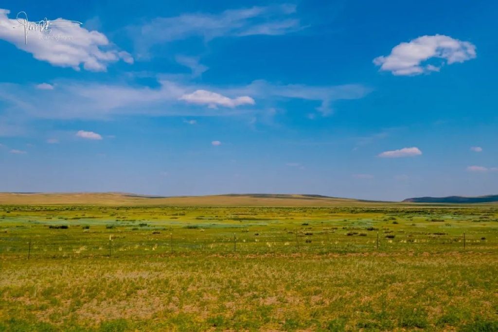 因为它们都来自原生态的内蒙古中部草原|内蒙古|苏尼特|羊肉_新浪新闻