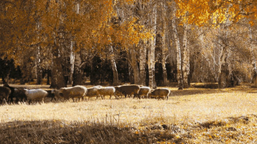 总要在秋天去一次北疆吧!一年仅3周的秋色,惊艳回归休闲区蓝鸢梦想 - Www.slyday.coM 总要在秋天去一次北疆吧!一年仅3周的秋色,惊艳回归休闲区蓝鸢梦想 - Www.slyday.coM