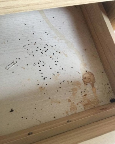 家庭|蟑螂|蚊虫_新浪新闻