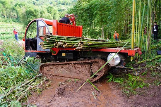 造成了竹林离道路远,砍竹成本高,竹农守着大好的资源不想管,不愿砍,栽