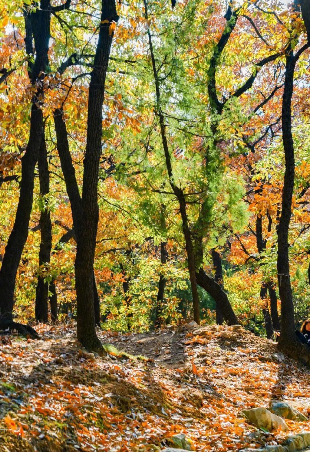 现在去正好!普照寺旁的橡树林,林染红妆美如画!关键是免费!休闲区蓝鸢梦想 - Www.slyday.coM 现在去正好!普照寺旁的橡树林,林染红妆美如画!关键是免费!休闲区蓝鸢梦想 - Www.slyday.coM