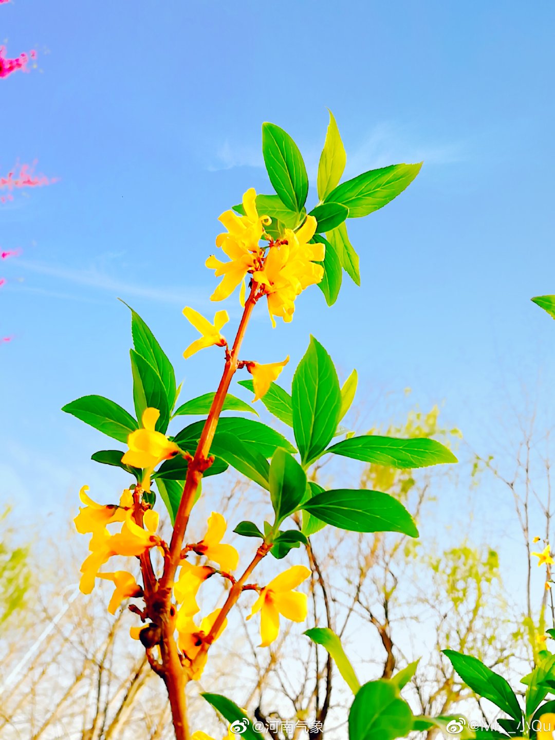 春天里,故事的小黄花.图片拍摄来自 @mr__小qu