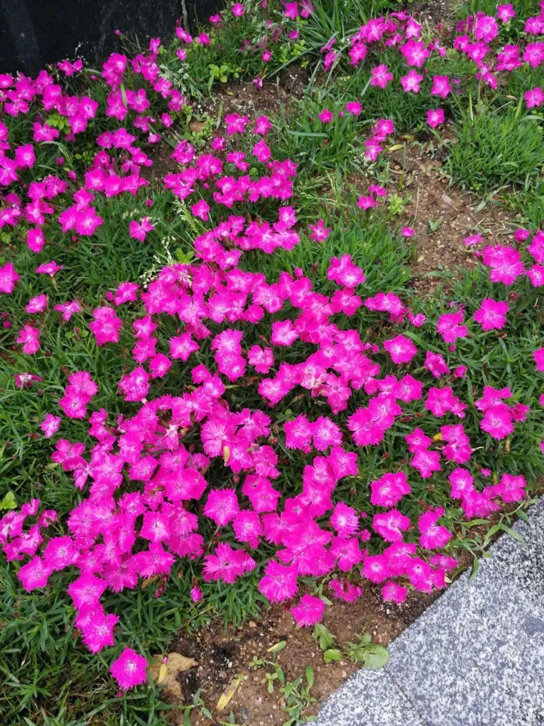 绿化带壕无人性10万块的花堆一起你认识几个