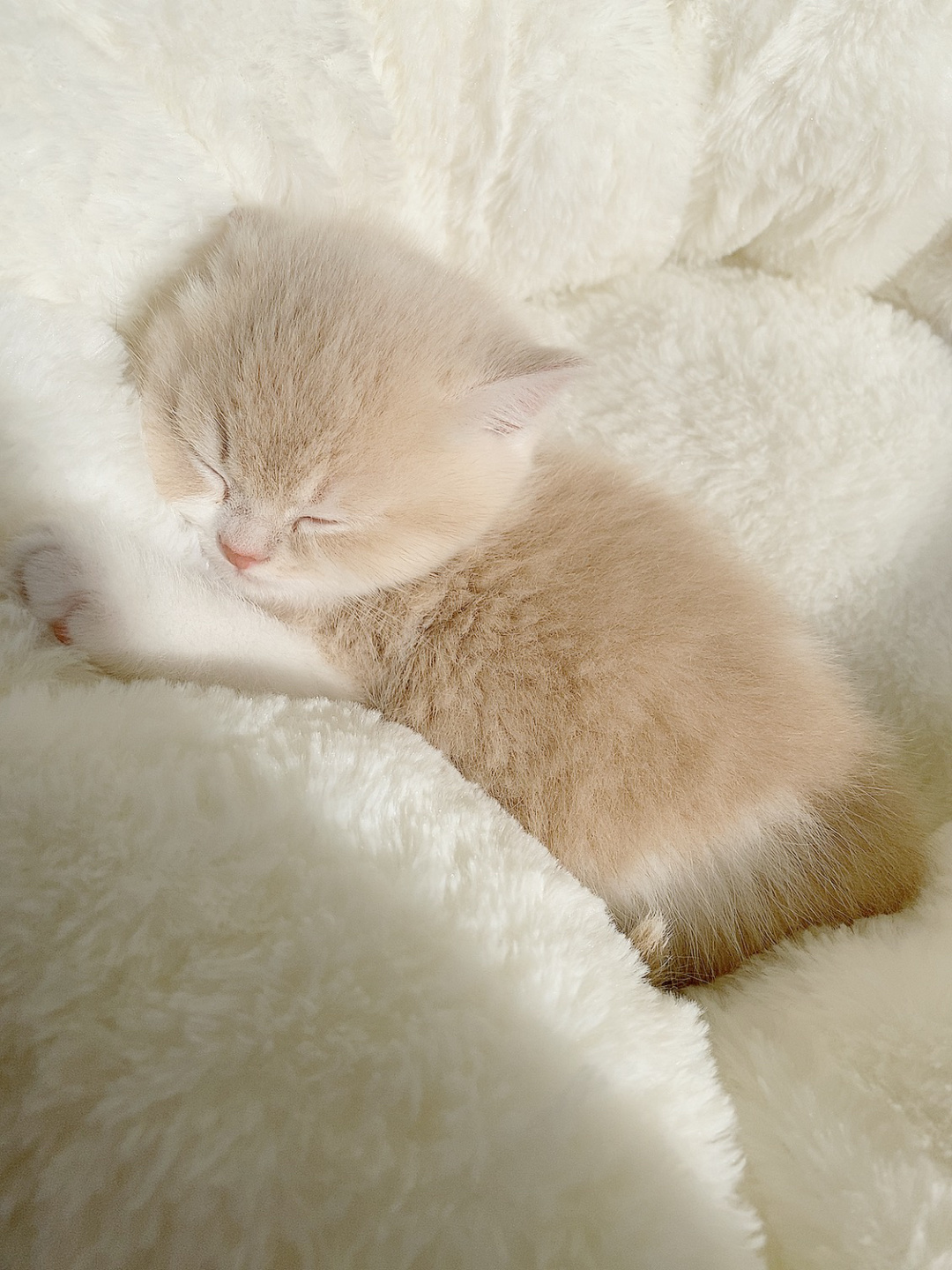 吃饱就睡的猫猫团子软糯糯的好可爱