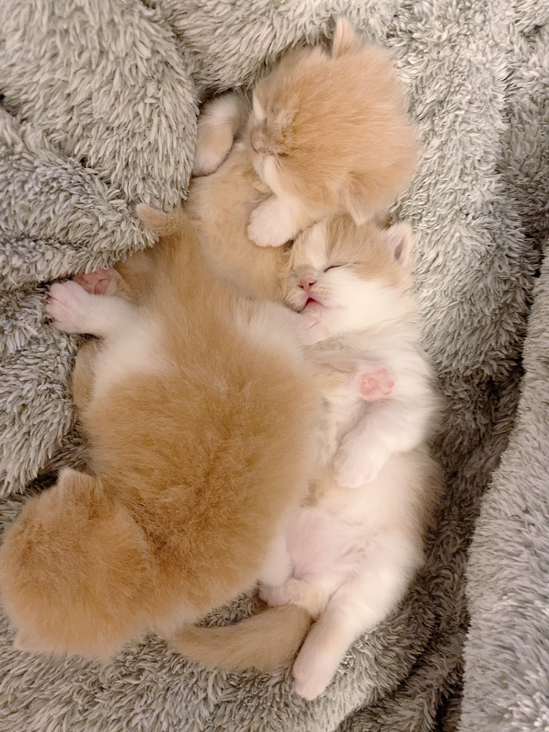 吃饱就睡的猫猫团子软糯糯的好可爱