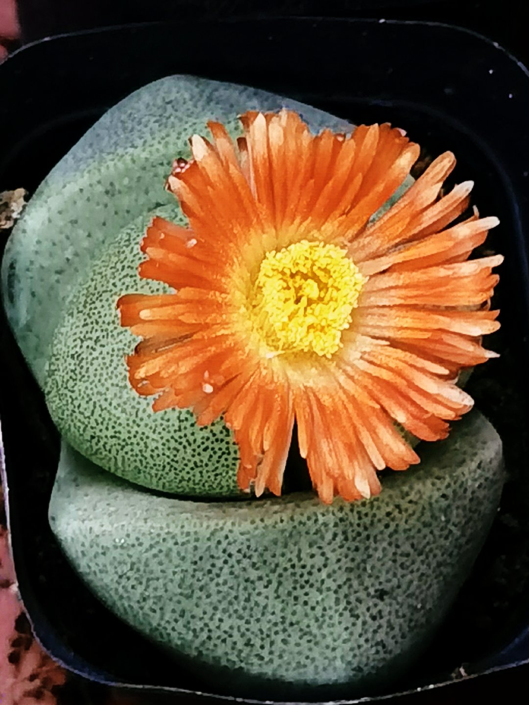 各种各样的石头花原创拍摄