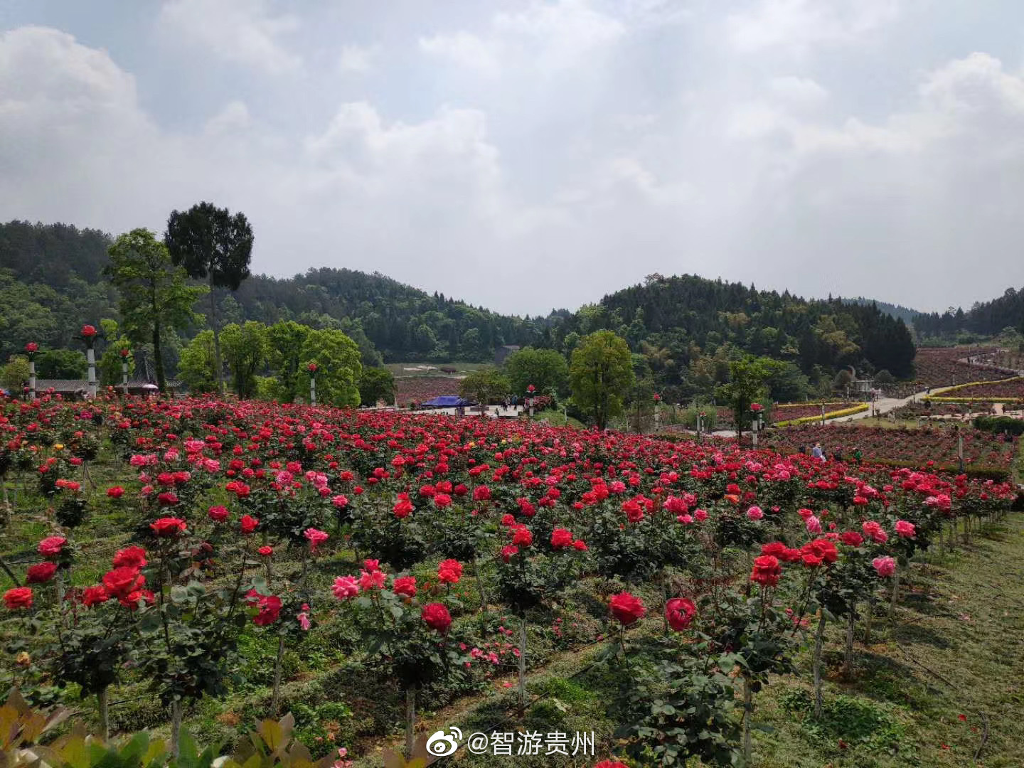 贵州农博园玫瑰花开了,一片花海