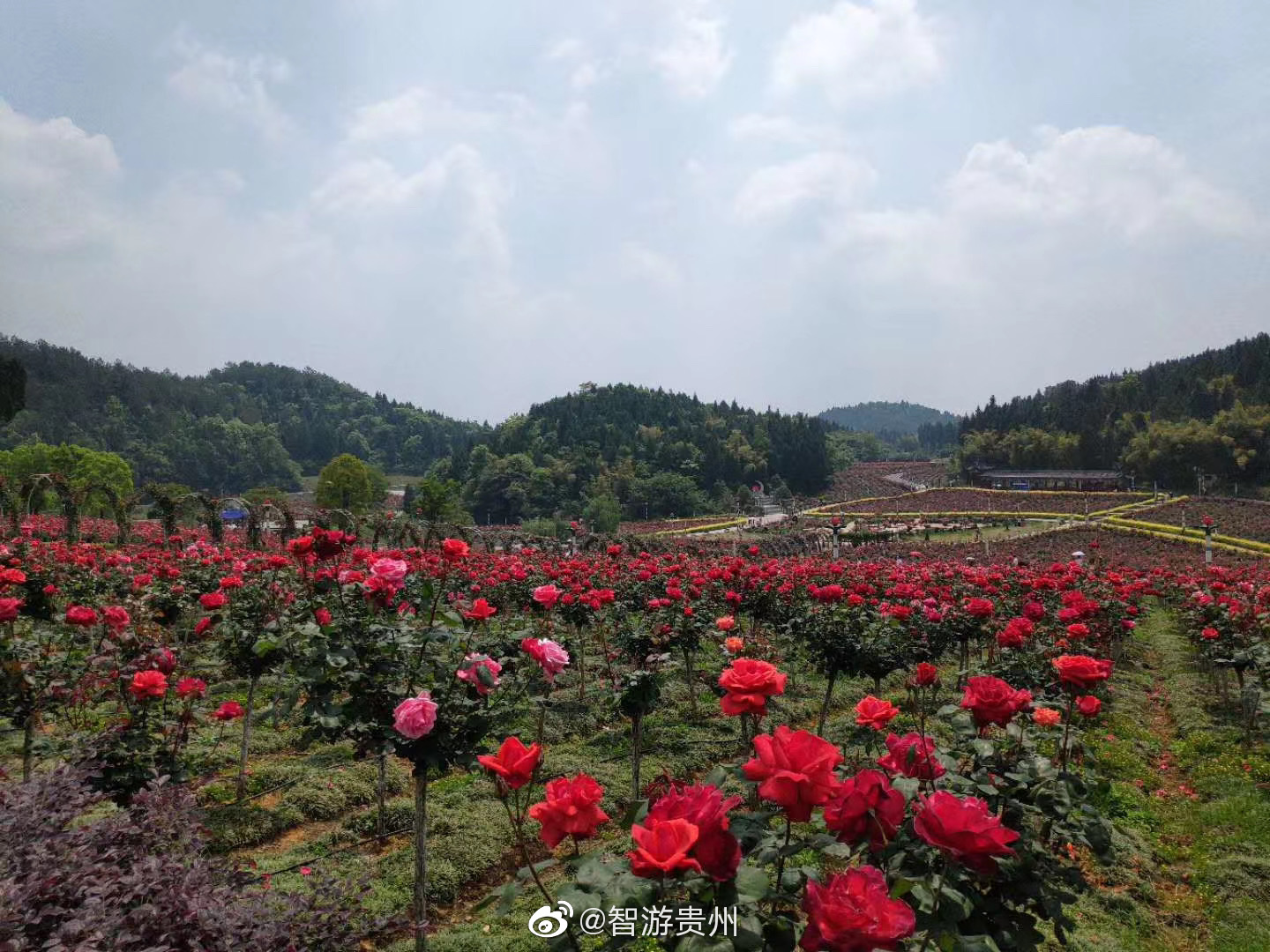 贵州农博园玫瑰花开了,一片花海
