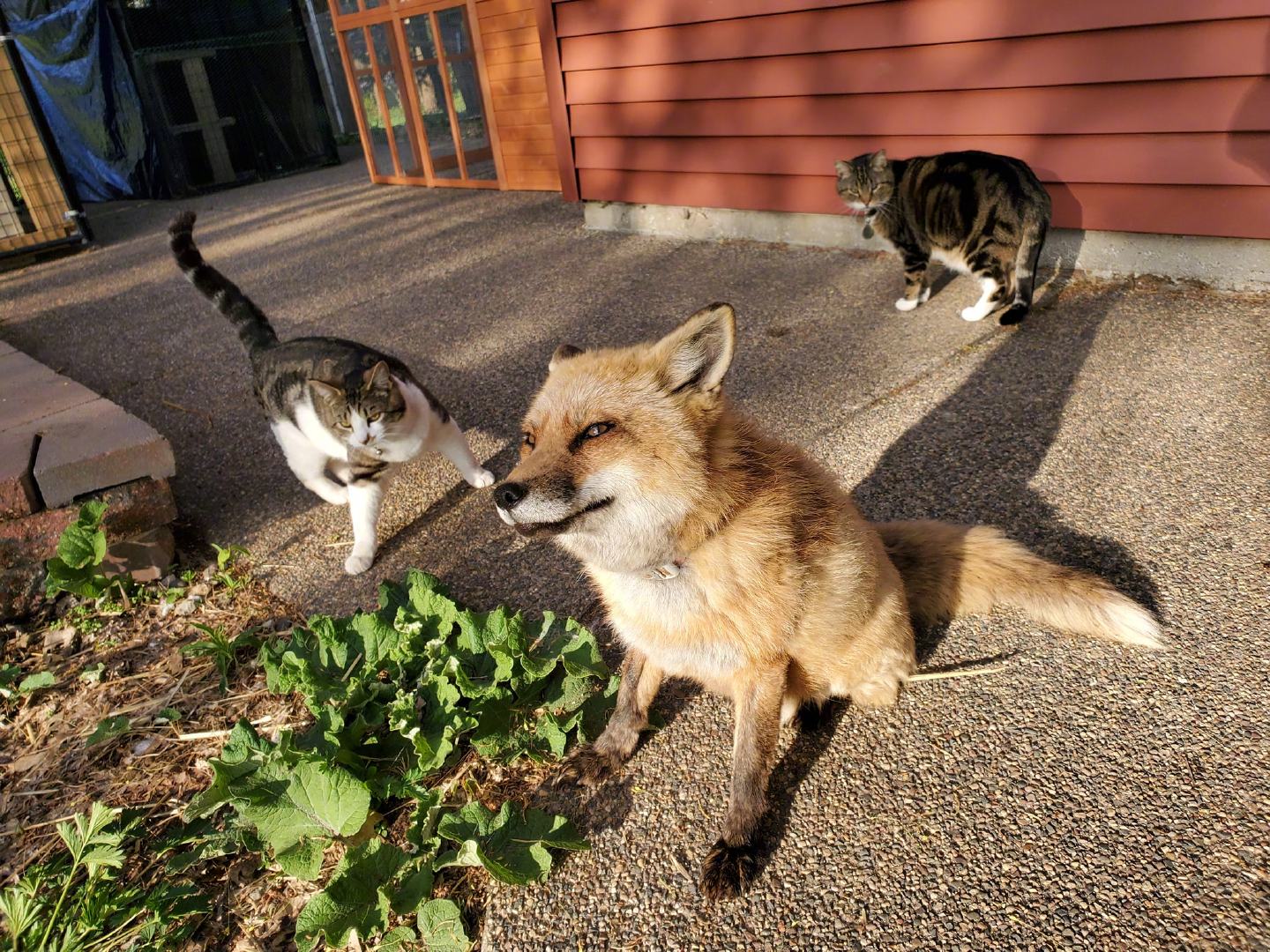 猫咪和狐狸一起形成画面太可爱了!by/fb/saveafox rescue