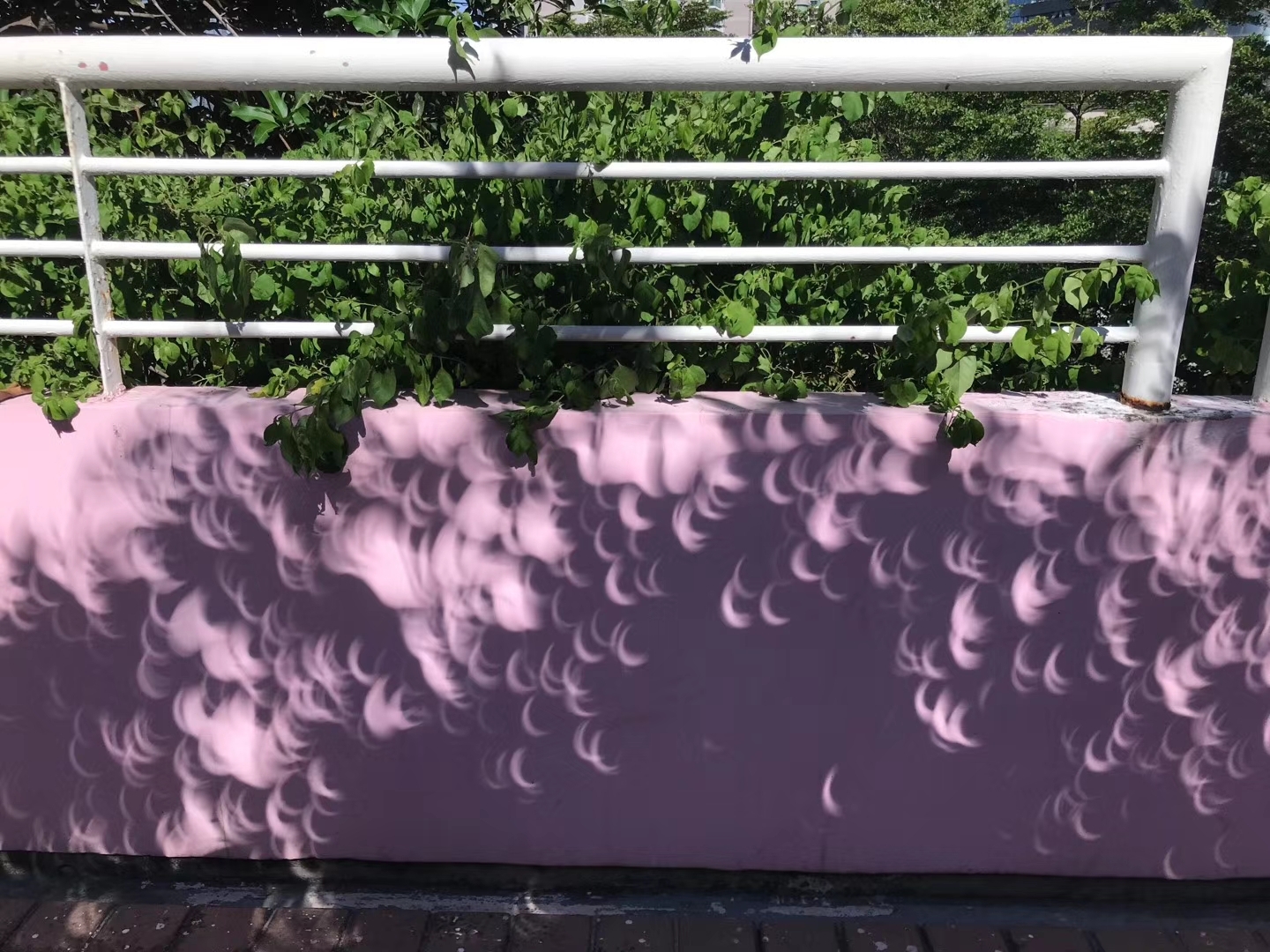 在树荫底下的小亮点,都是太阳的小孔成像