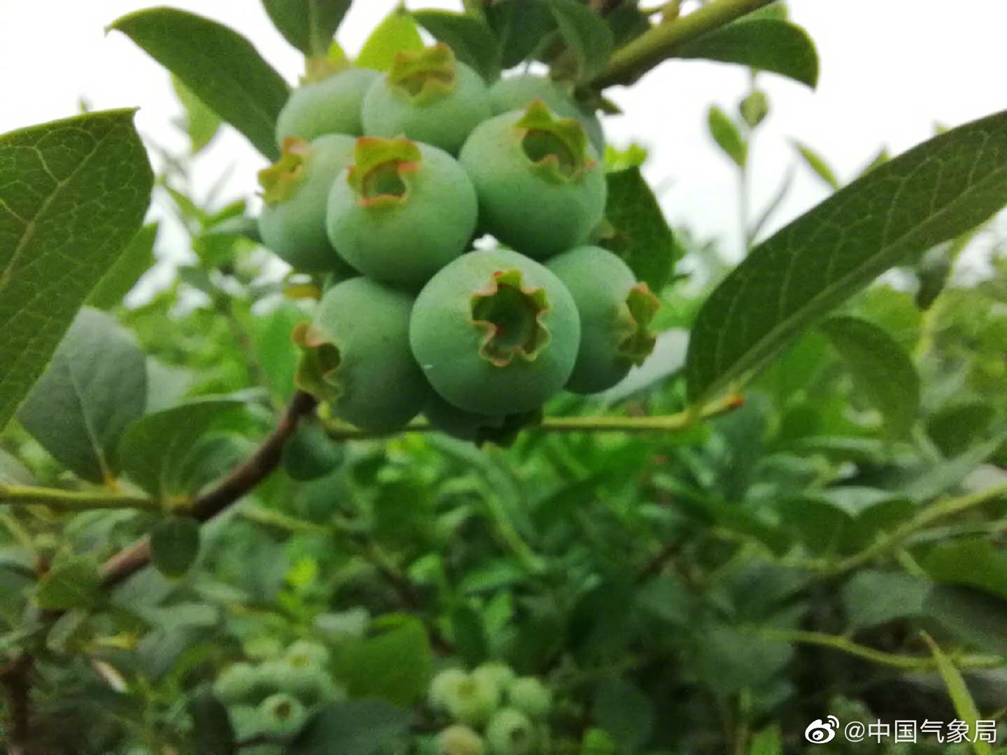原来蓝莓的果实是这样的 青翠欲滴的蓝莓果实即将进入成熟期!23日
