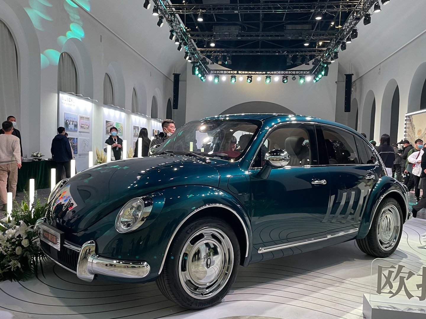 欧拉朋克猫 一进门就看见好大一只,比我想象的大很多……_高清图集