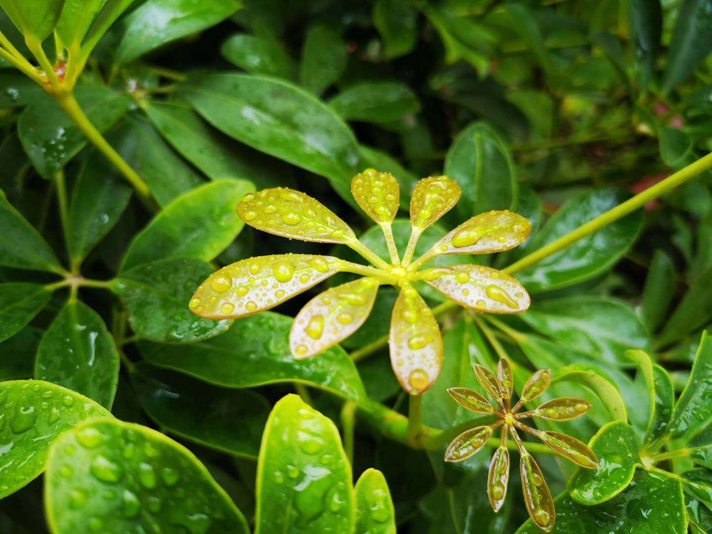 雨后的清新