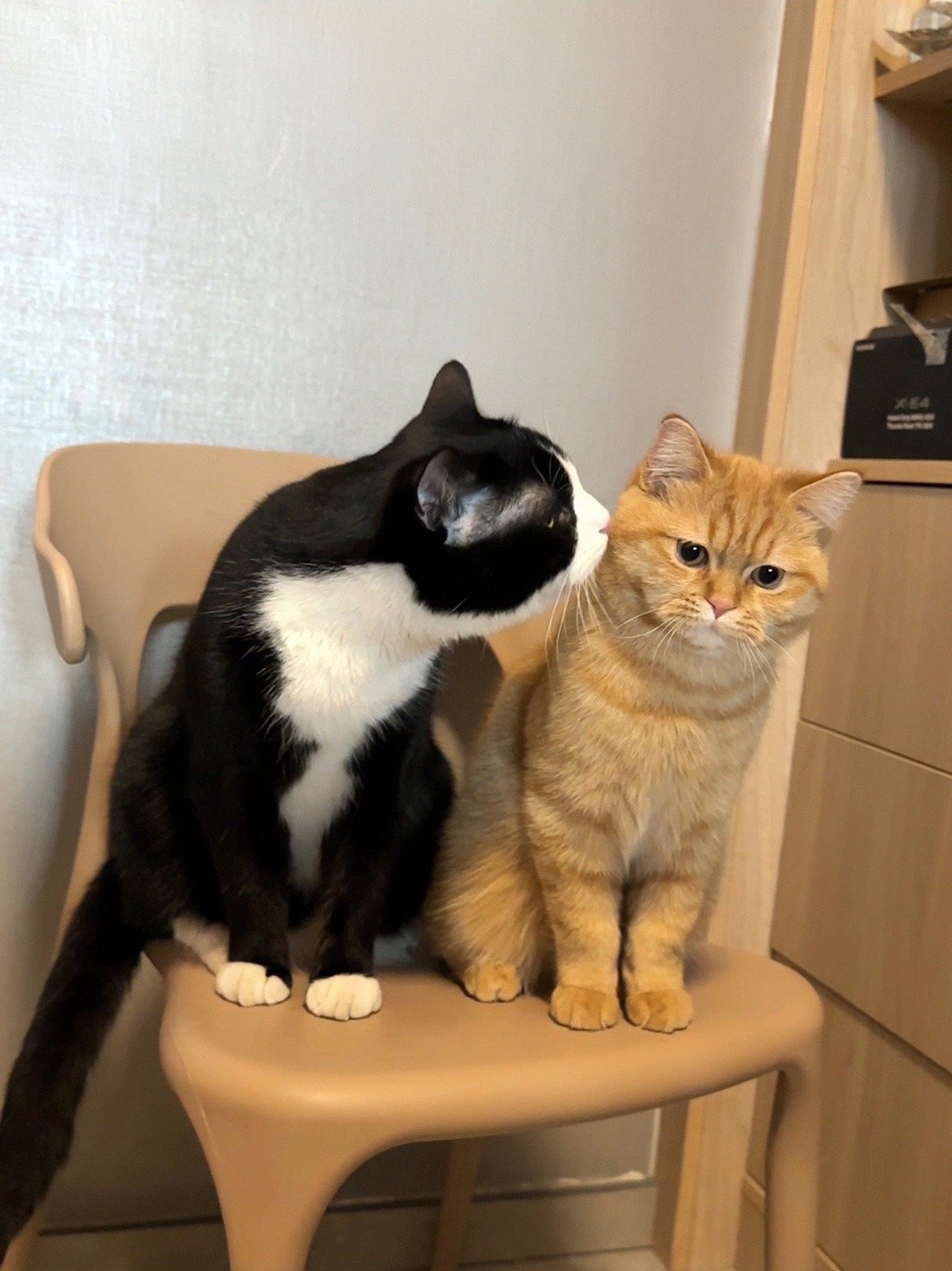 尝尝小橘喵是啥味的__财经头条