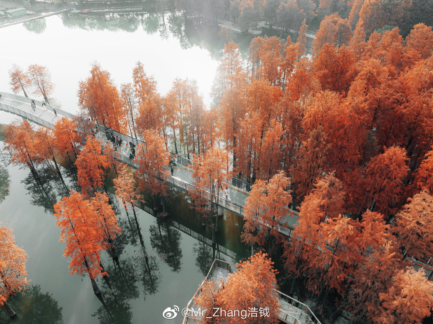 杭州临安青山湖的水杉红了 秋色赤连天!__财经头条